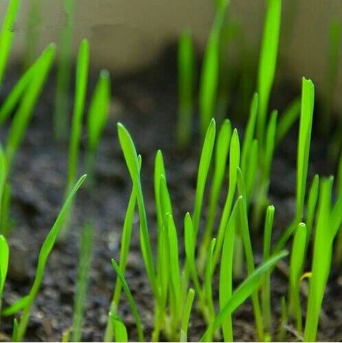 Wheat bonsai 100pcs Cat Grass , Seeds