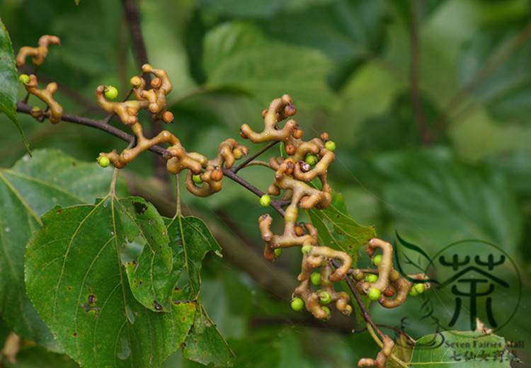 300Pcs Raisin Seeds