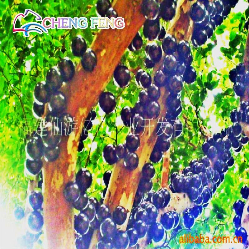 30Pcs Jabuticaba Seeds