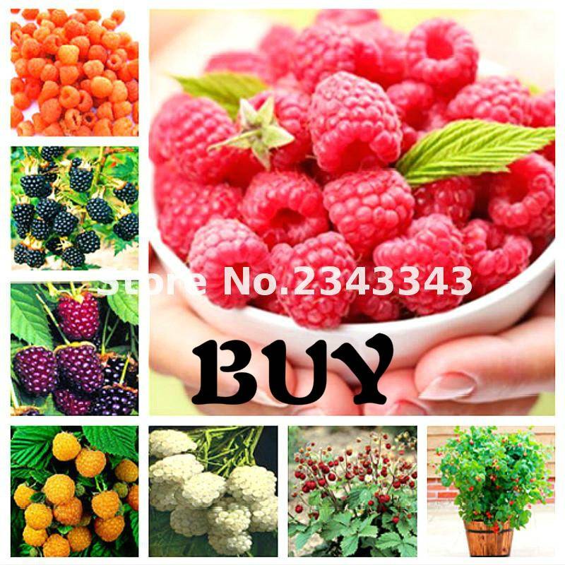 200pcs Raspberry Seeds