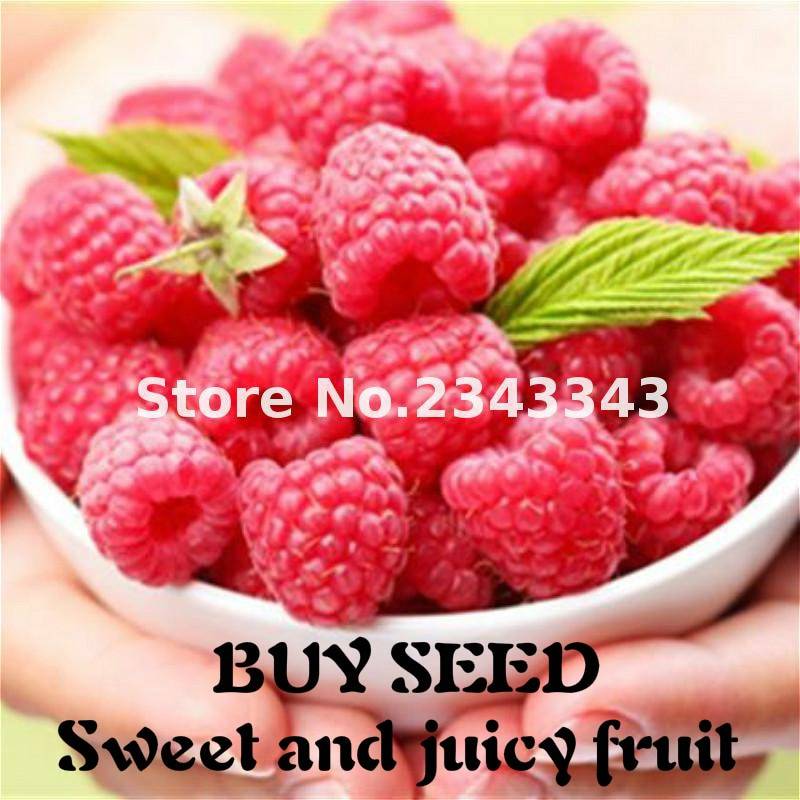 200pcs Raspberry Seeds