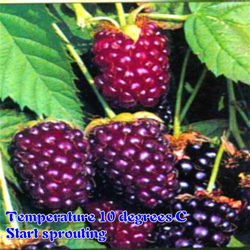 200pcs Raspberry Seeds