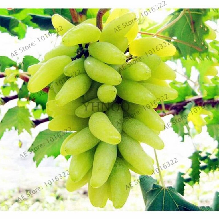 Grape Seeds 50Pcs - BuyingSeed.com - Free Shipping - Up to 70% OFF