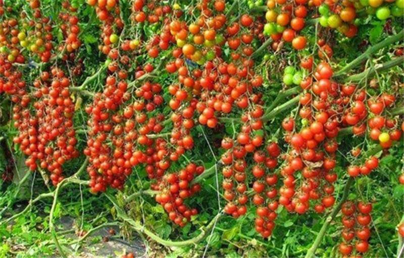 100Pcs Cherry Seeds