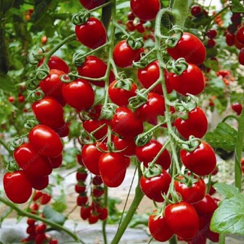 100Pcs Cherry Seeds