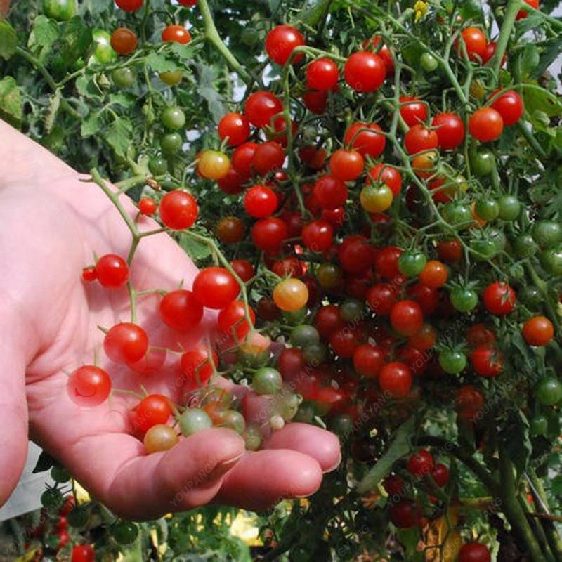 100Pcs Cherry Seeds