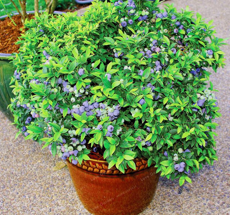 100Pcs Blueberry Seeds