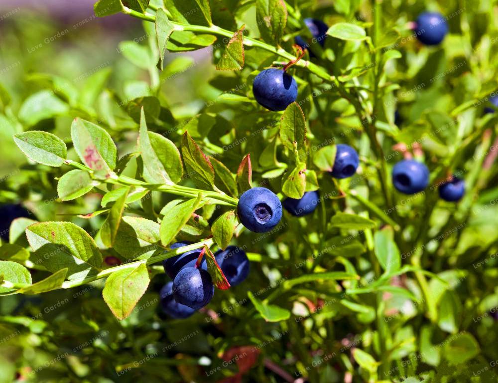 100Pcs Blueberry Seeds