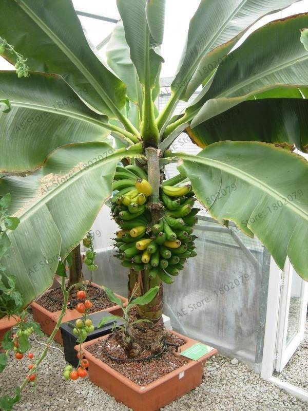 Banana Tree Seeds 200Pcs