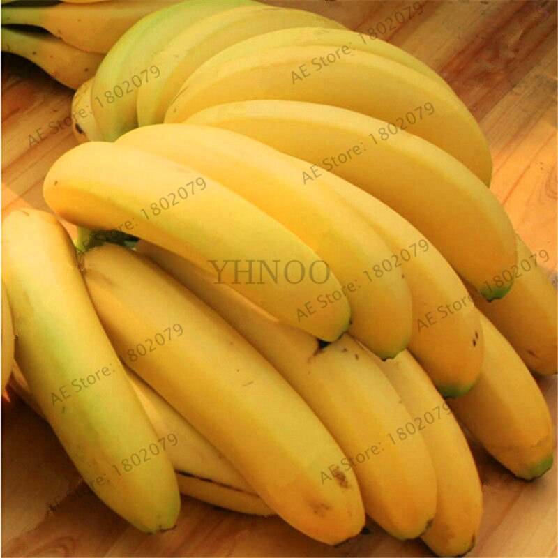 Banana Tree Seeds 200Pcs