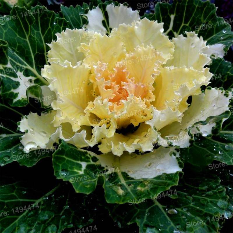 Ornamental Kale Seeds 100Pcs