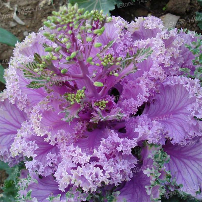 Ornamental Kale Seeds 100Pcs