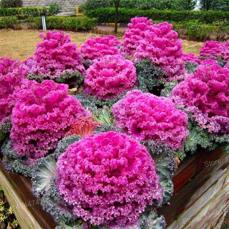 Ornamental Kale Seeds 100Pcs