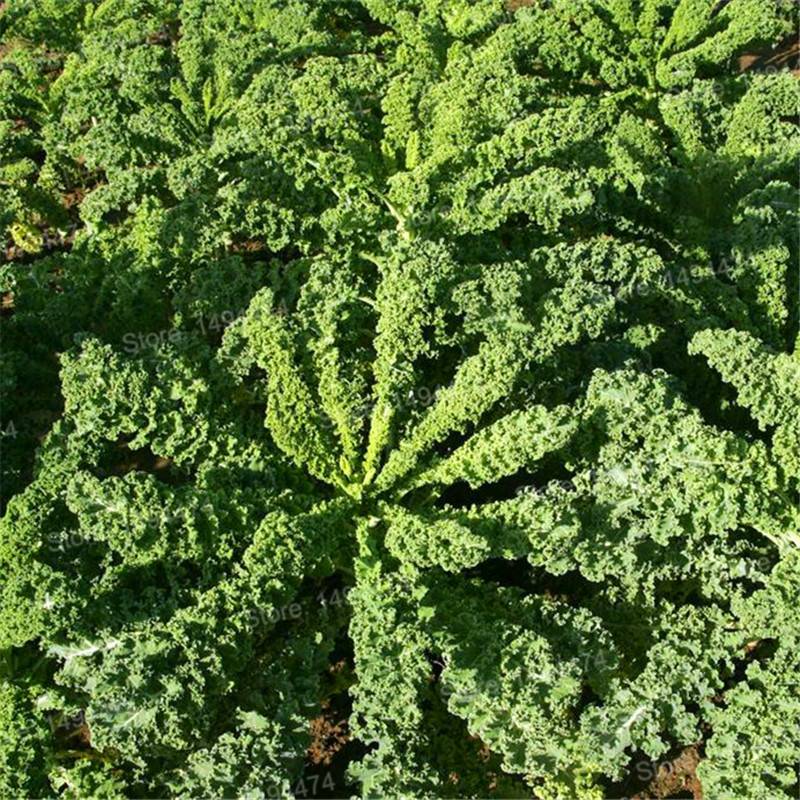 Ornamental Kale Seeds 100Pcs