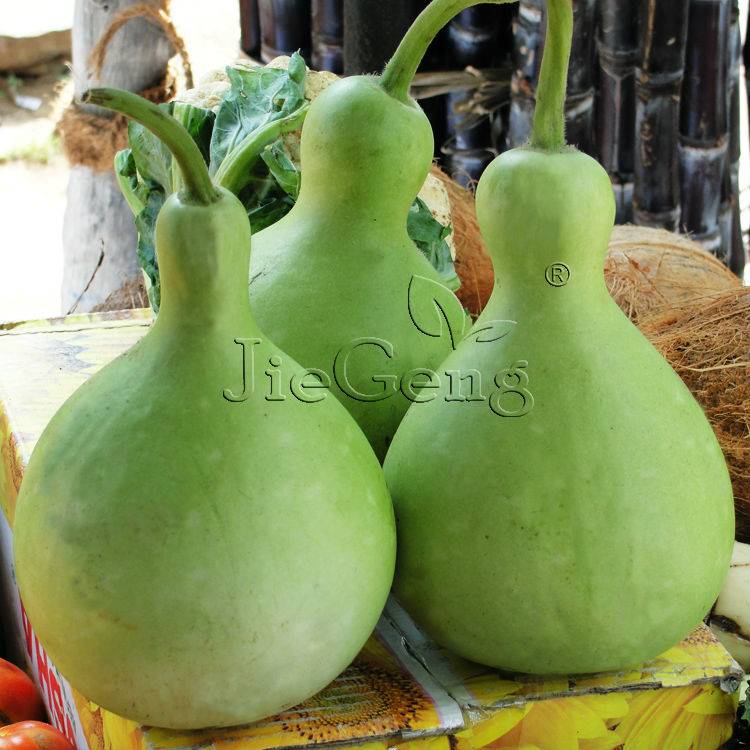 Climbing Vine Dipper Gourd Seeds 8pcs