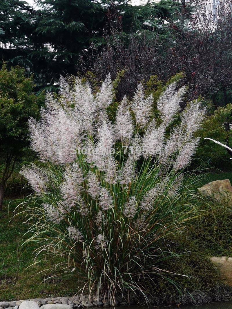 100pcs Pampas Ornamental Grass Seed