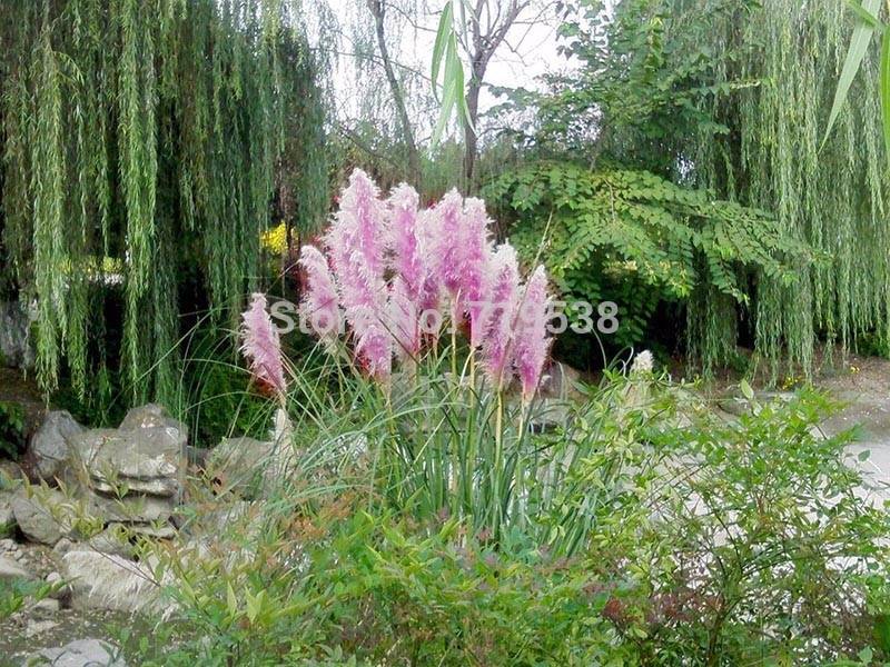 100pcs Pampas Ornamental Grass Seed