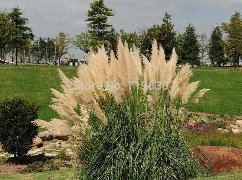 100pcs Pampas Ornamental Grass Seed