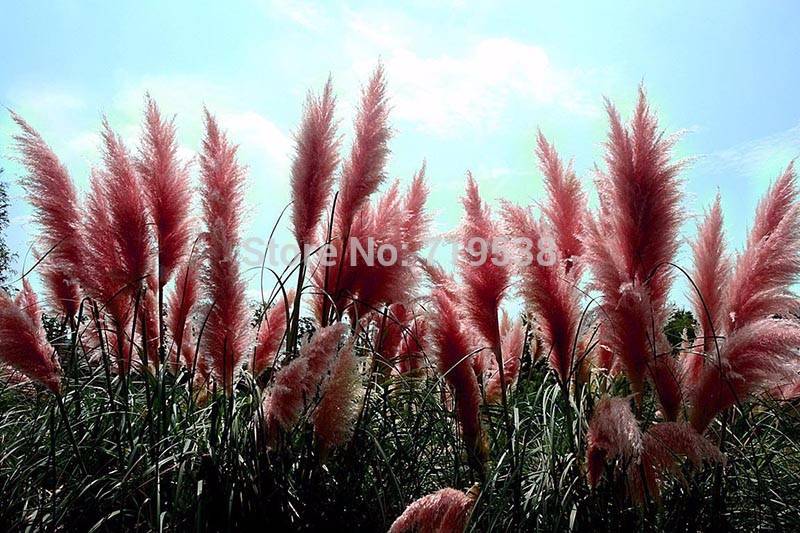 100pcs Pampas Ornamental Grass Seed