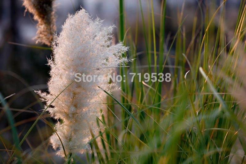 100pcs Pampas Ornamental Grass Seed