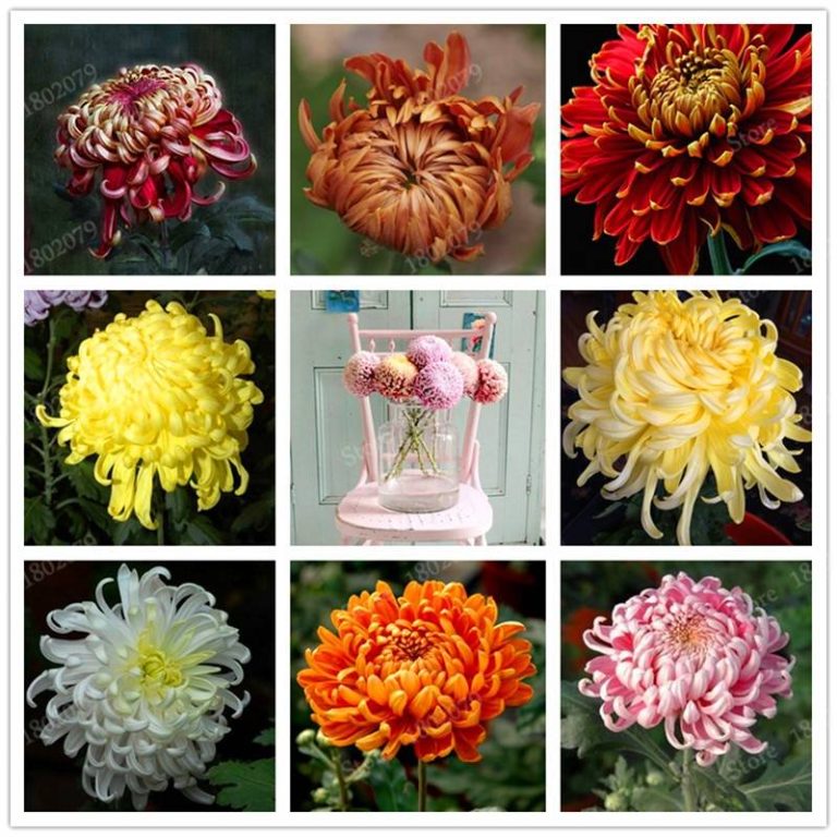 200pcs Chinese Mum Seeds Chrysanthemum Free Shipping