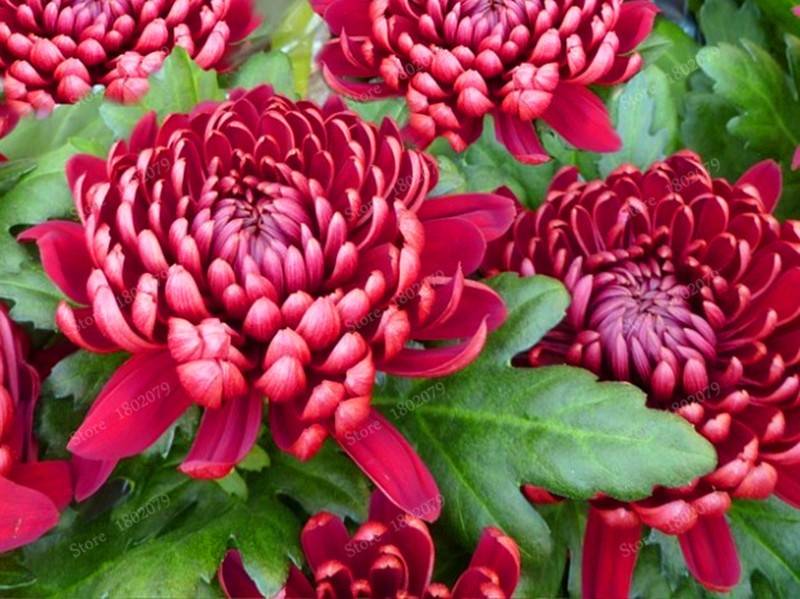 200pcs Chinese Mum Seeds Chrysanthemum