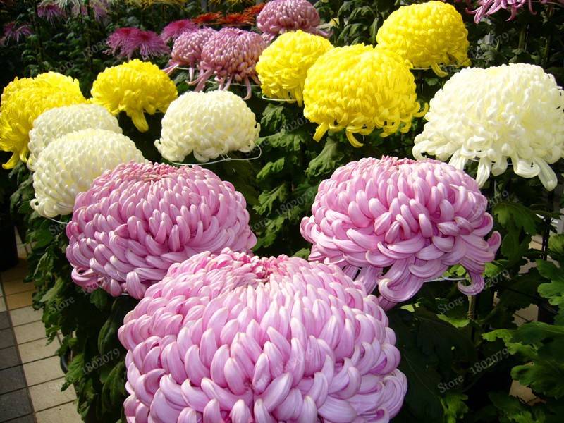 200pcs Chinese Mum Seeds Chrysanthemum