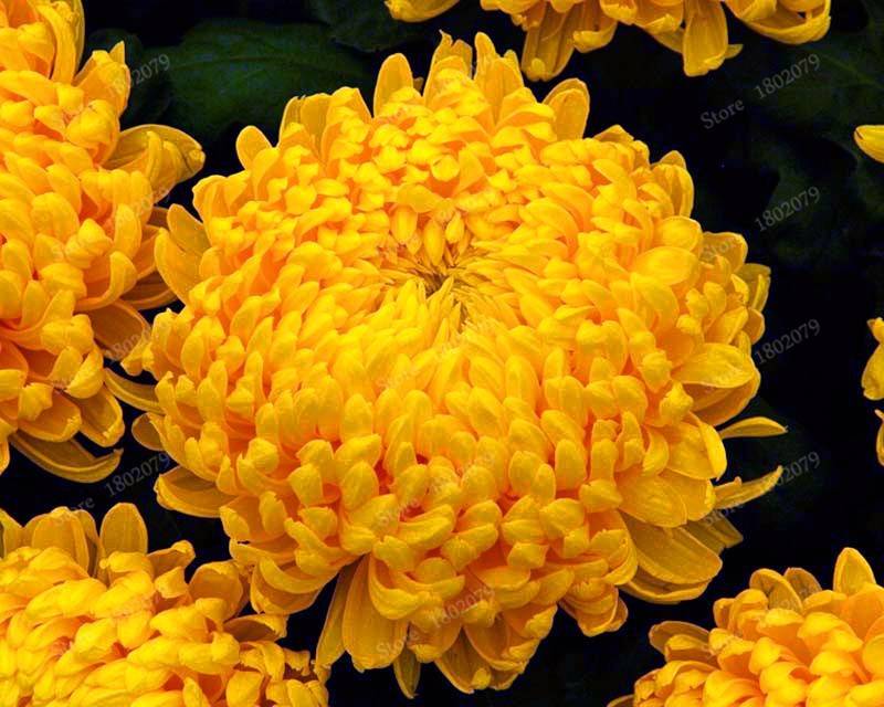 200pcs Chinese Mum Seeds Chrysanthemum