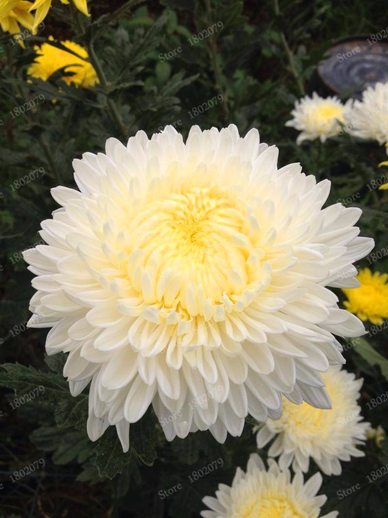 200pcs Chinese Mum Seeds Chrysanthemum