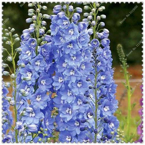 200pcs Delphinium Seeds Mixed Colourful