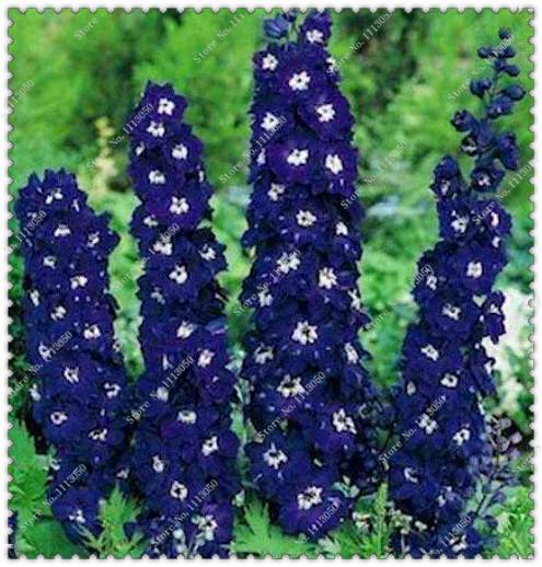 200pcs Delphinium Seeds Mixed Colourful