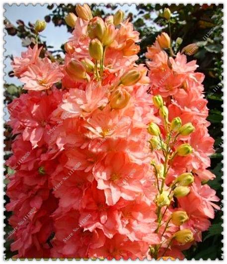 200pcs Delphinium Seeds Mixed Colourful