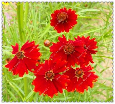 100pcs Coreopsis Seeds