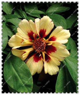 100pcs Coreopsis Seeds