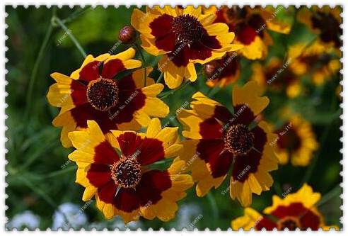 100pcs Coreopsis Seeds