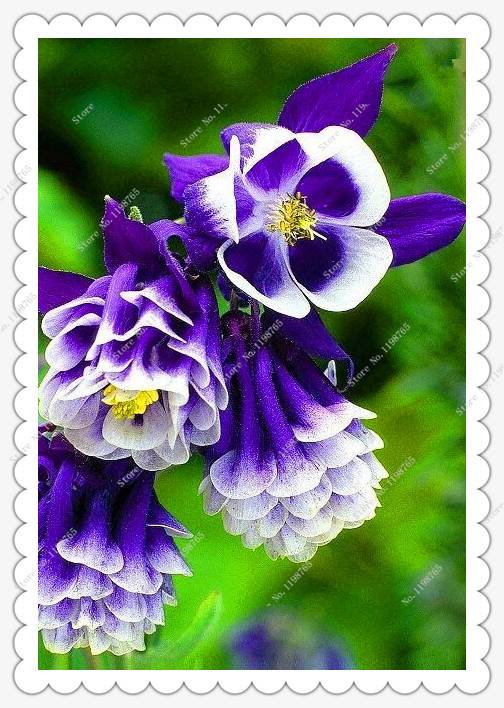 200pcs Columbine Seeds