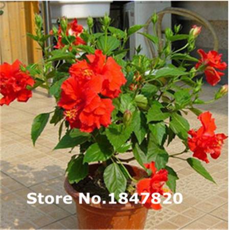 100pcs Hibiscus Seeds Mix Colors