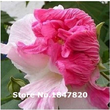 100pcs Hibiscus Seeds Mix Colors