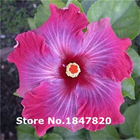 100pcs Hibiscus Seeds Mix Colors