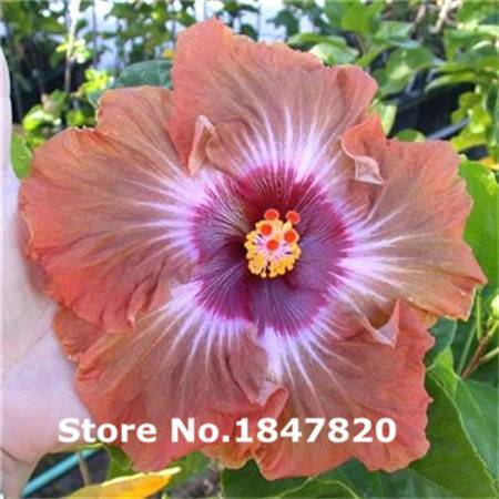 100pcs Hibiscus Seeds Mix Colors