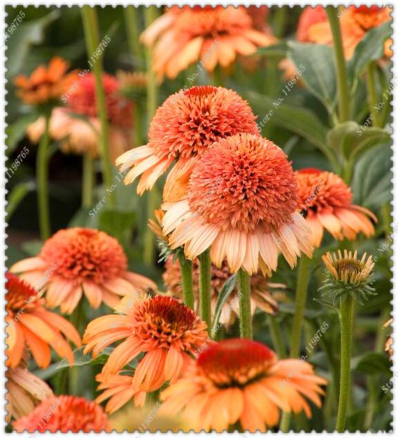 200pcs Echinacea Seeds