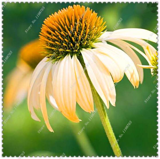 200pcs Echinacea Seeds