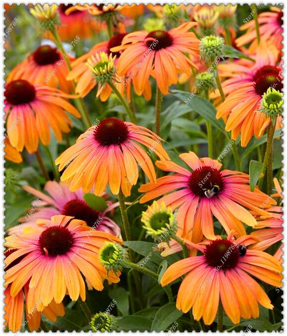 200pcs Echinacea Seeds