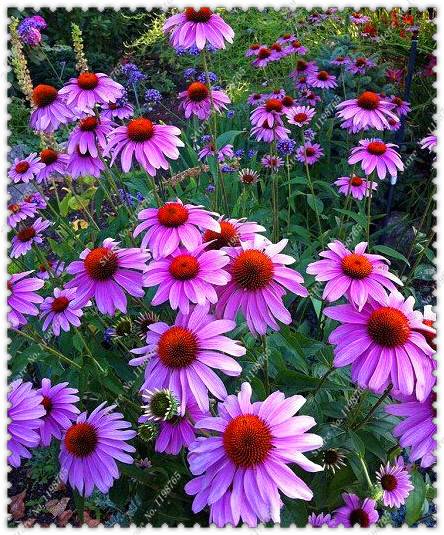 200pcs Echinacea Seeds