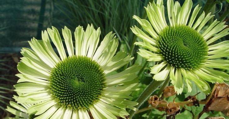 40pcs Echinacea Seeds