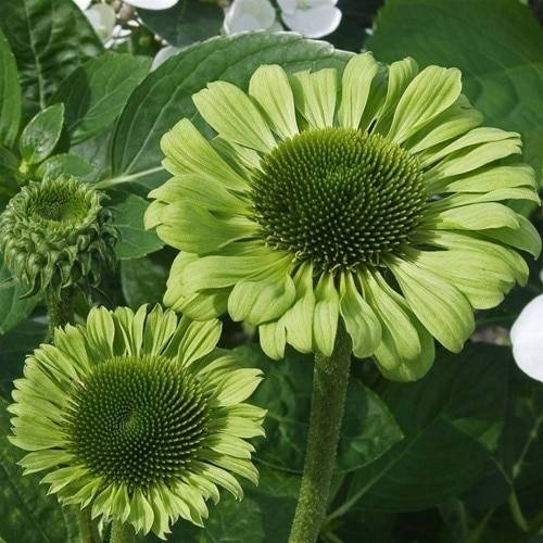 40pcs Echinacea Seeds