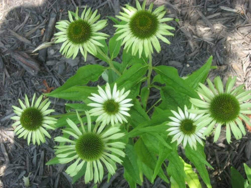 40pcs Echinacea Seeds