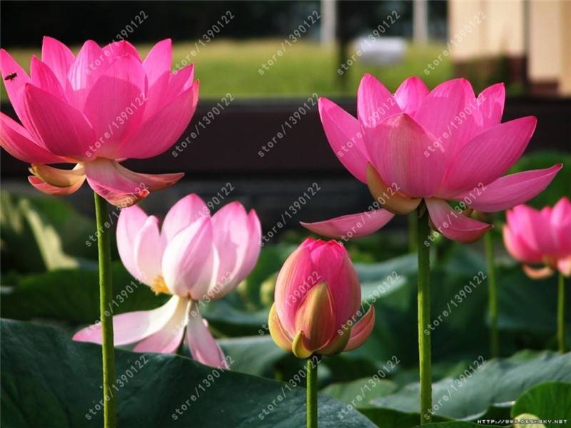 10pcs Water Lilies Seeds