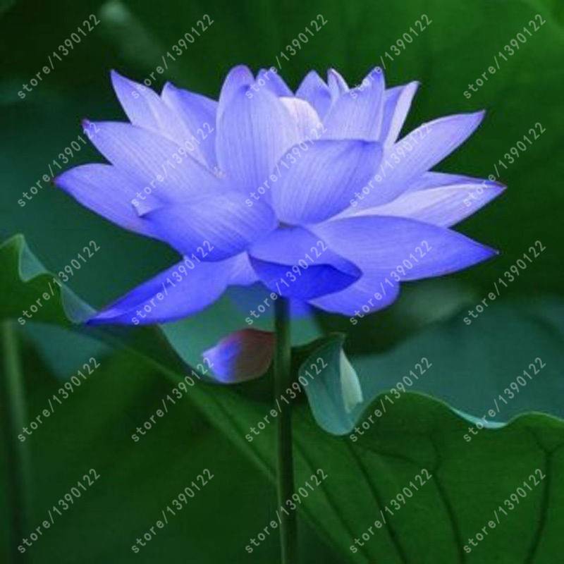 10pcs Water Lilies Seeds