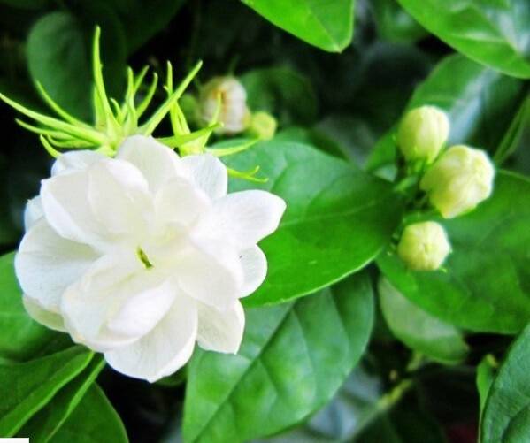 50pcs White Arabian Jasmine Seeds